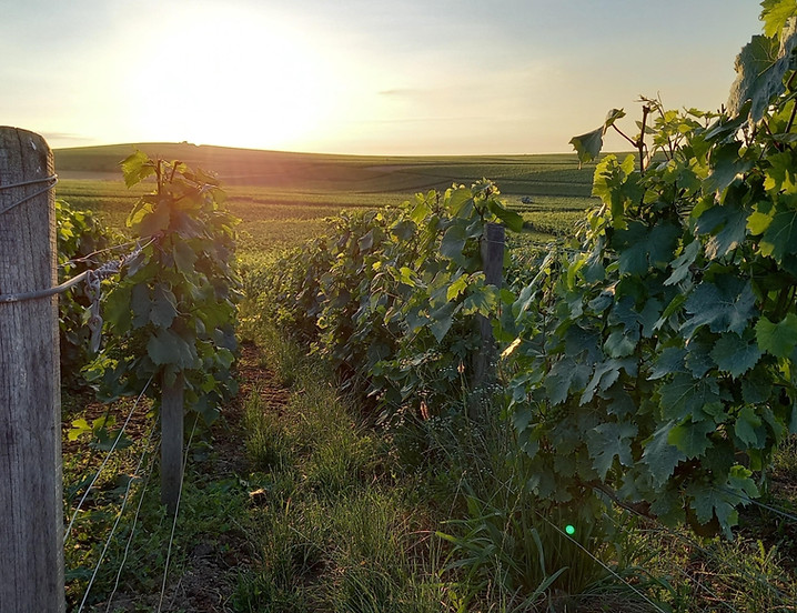 vignes-1-1536x864-2.jpg