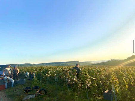 Les vendanges 2023 au Champagne Laherte