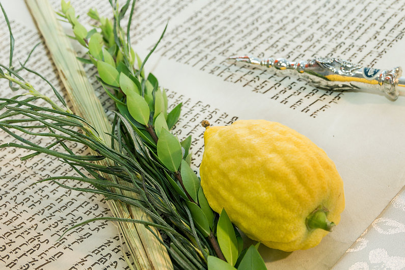 sukkot-lulav.jpeg