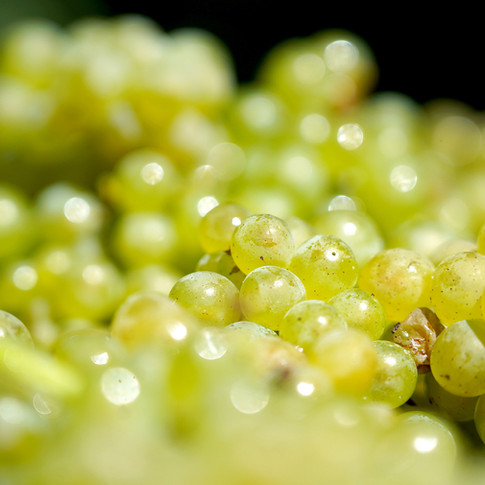 Weingut Pieper Basler