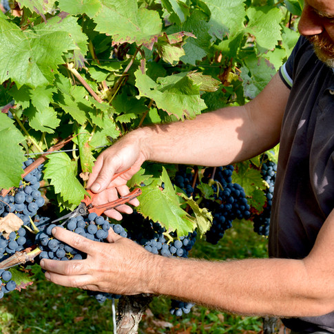 Weingut Pieper Basler