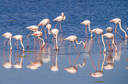 Flamands roses à Monastir