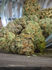 Cannabis ConneXion Buy and Sell Cannabis and CBD Product and Paraphernalia Marketplace and Trading Platform