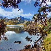 lago-toreadora-y-árboles-de-papel-en-el-cajas-ecuador-del-parque-nacional-134650829.jpg