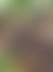 Воєнно-польові умови одного з підрозділів 128 окремої гірсько-штурмової Закарпатської бригади