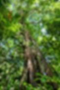 Jungle giant.jpg