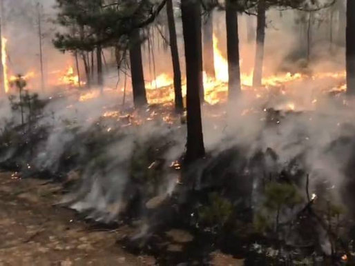 Incendios forestales se descontrola en Temósachic