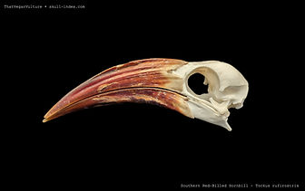 southernredbilledhornbill1.jpg