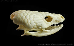 easternbluetonguedskink1.jpg