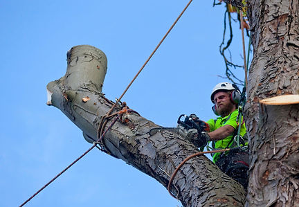 Tree removal and lopping