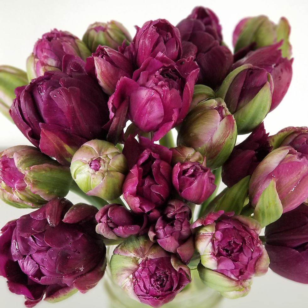 2019 Double Flag Tulips