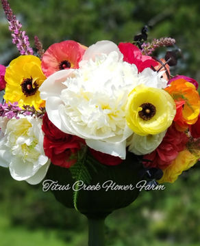Peonies, Color, and Mental Health
