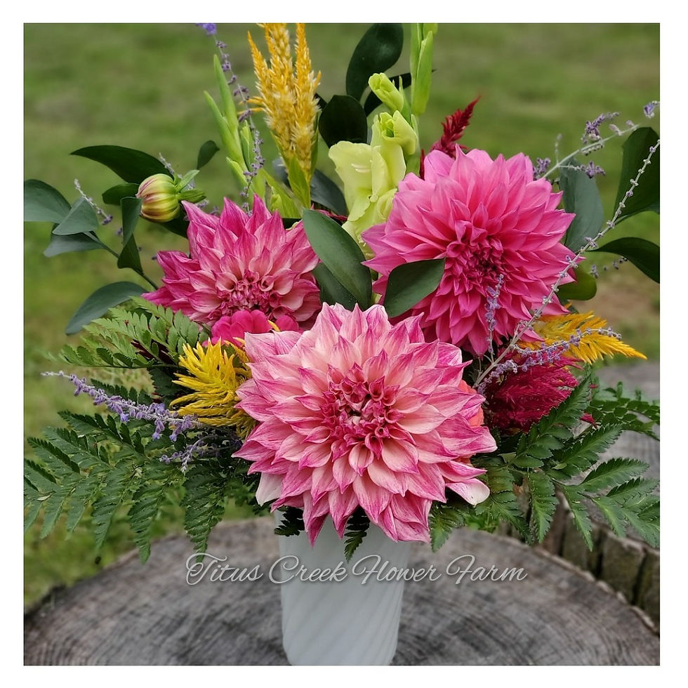 2019 Summer Dahlias