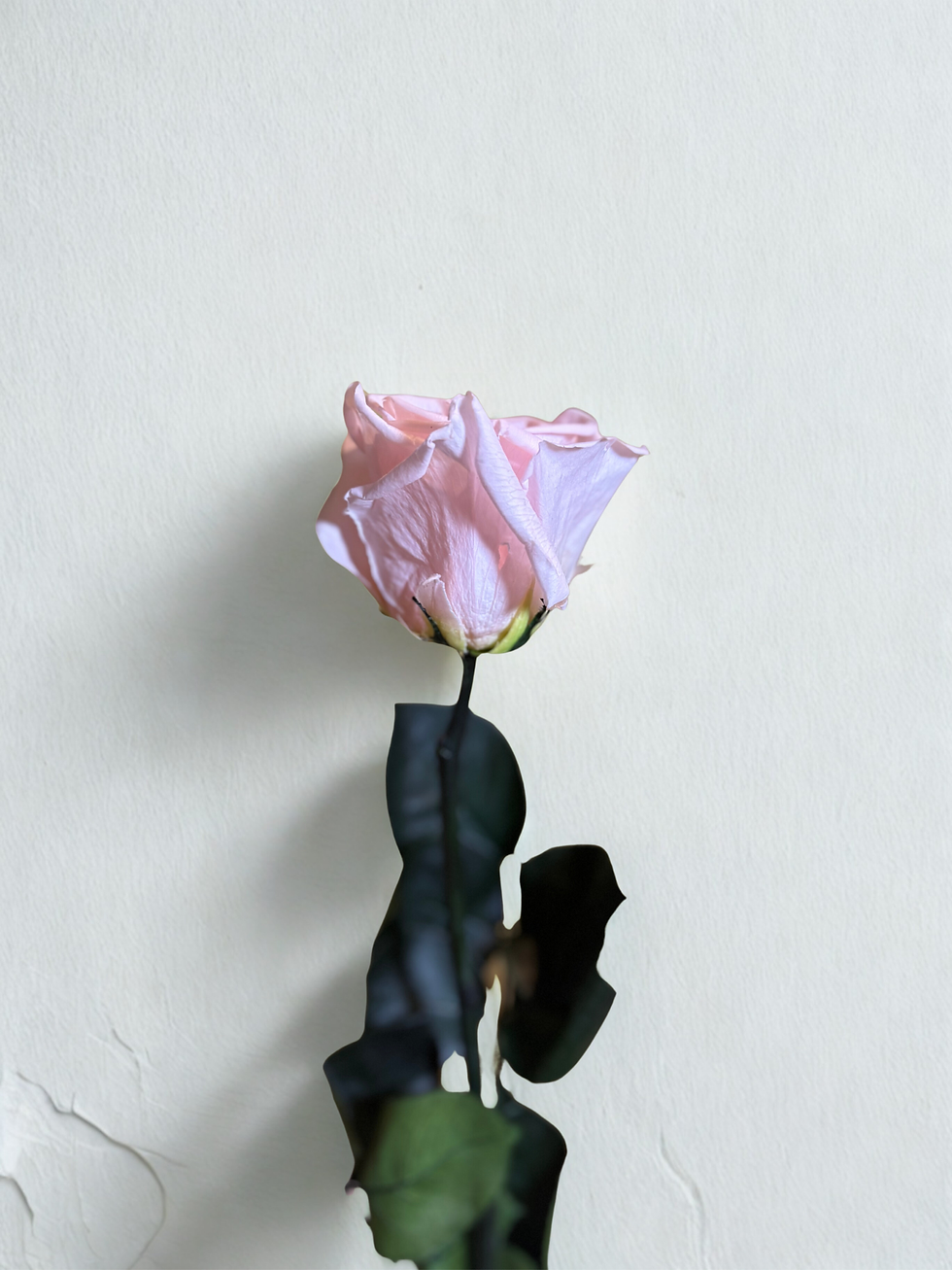 Thumbnail: Pink Rose - Preserved