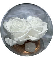 Preserved rose dome 