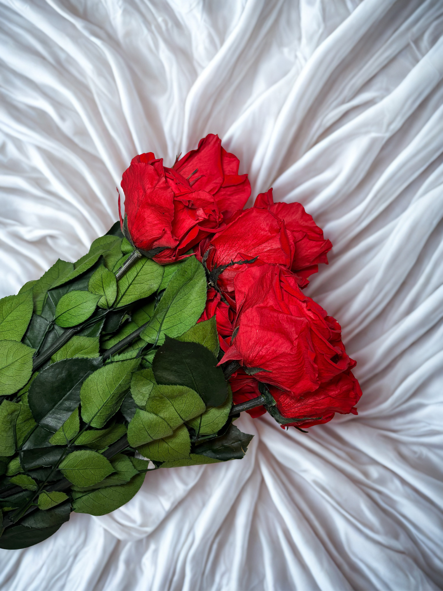 Red Rose - Preserved