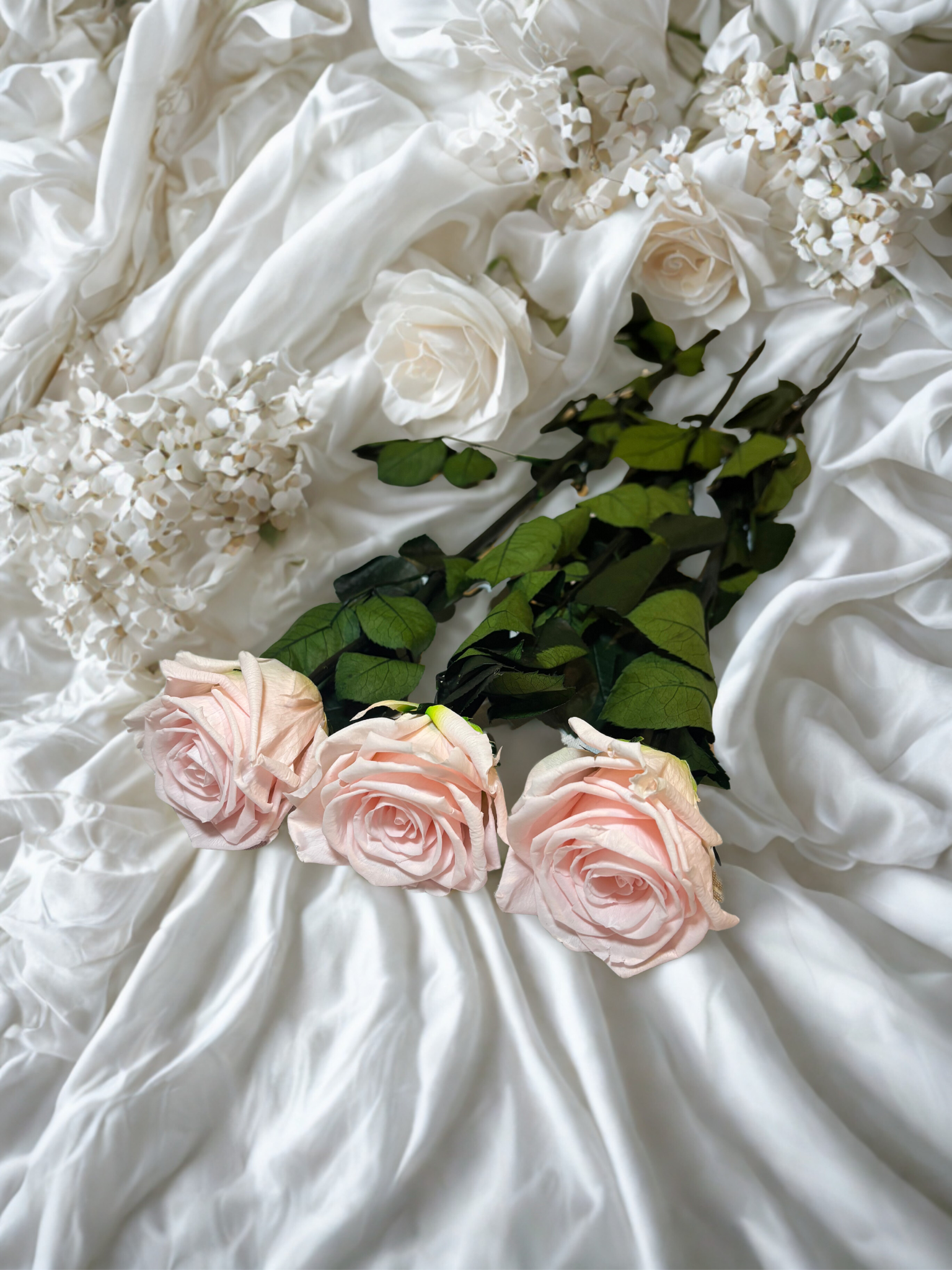 Pink Rose - Preserved
