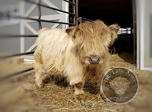 Our Little Acres Tucker miniature Highland bull