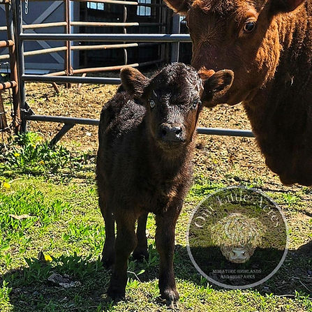 Lil Reds 2025 mini heifer.jfif