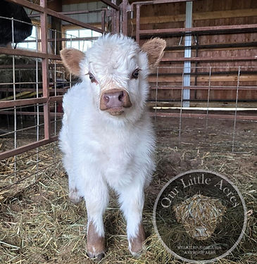 Baby Eevee's mini HighPark bull calf 2025.jpg