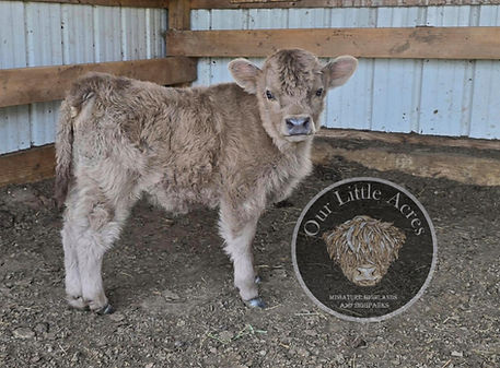 Poppys 2025 heifer calf mini Highland.jpg