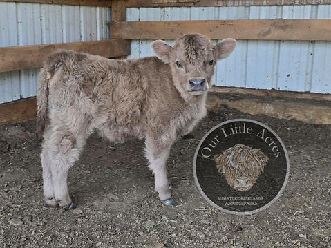 Poppys 2025 heifer calf mini Highland.jpg