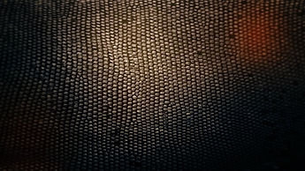 Snake skin wallpaper - 418504.jpg