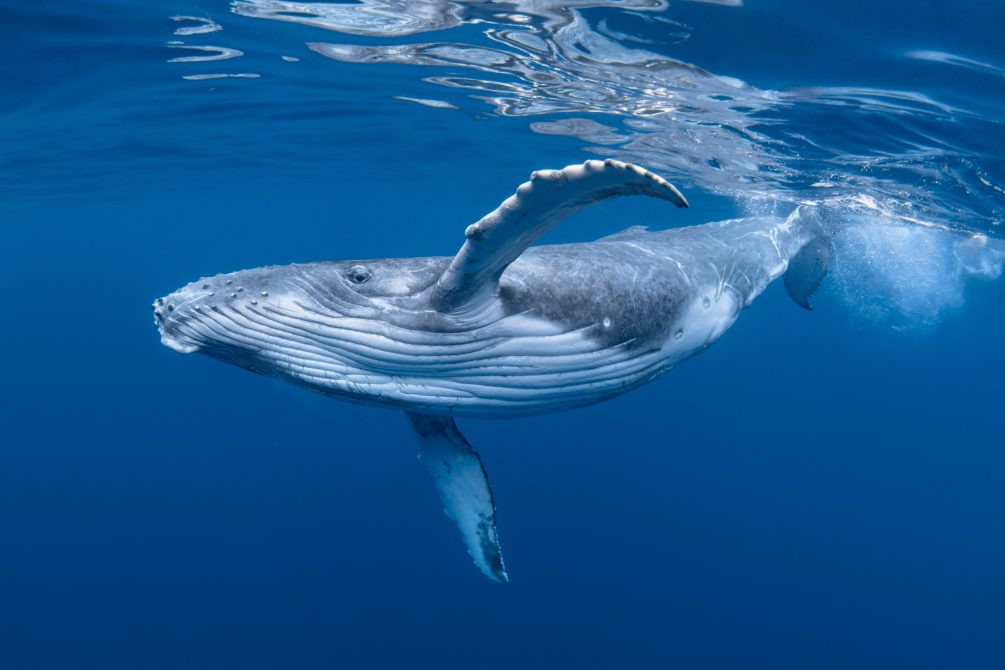 Academic initiative | whales and dolphins