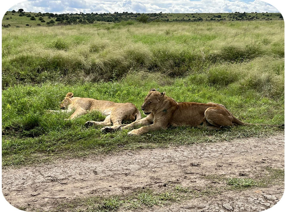 Male and female lions
