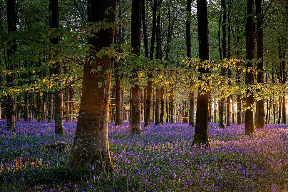 SPRING HIGHLIGHTS - bluebells & wild garlic