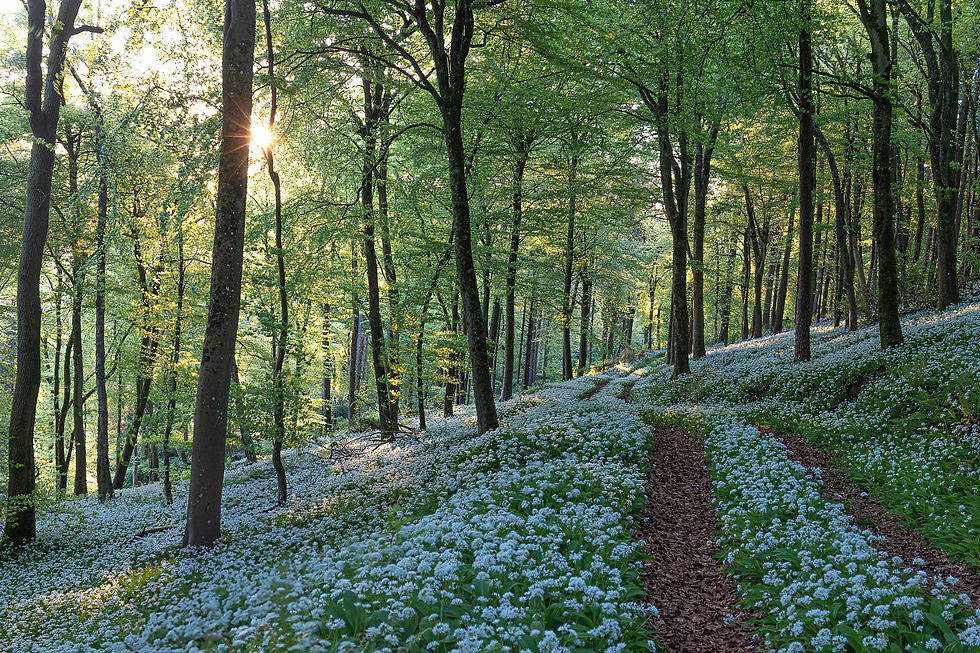 A DORSET GARLIC WOOD