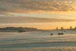 Golden light and frost, New Forest