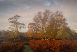 Autumn in the New Forest