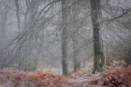 Mist and frost in a New Forest wood