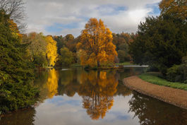 Golden reflections.jpg