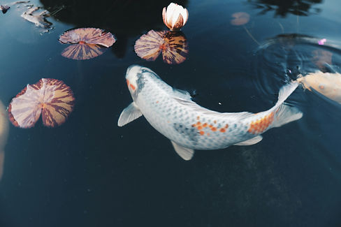 frank-zhang-sm5nMWblcNk-unsplash.jpeg