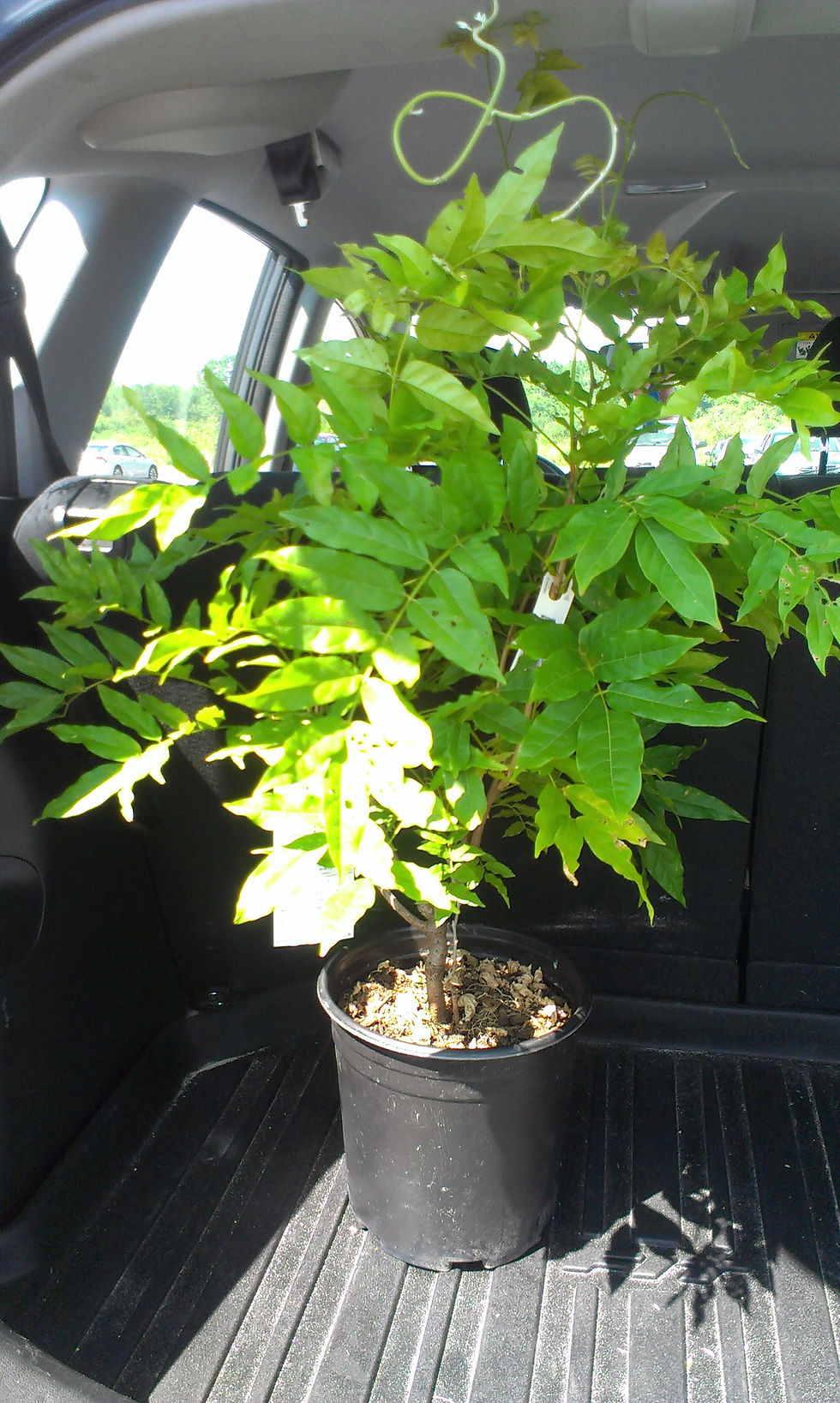 The Ficus