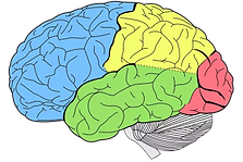cerebro_preview_rev_1 (1).png