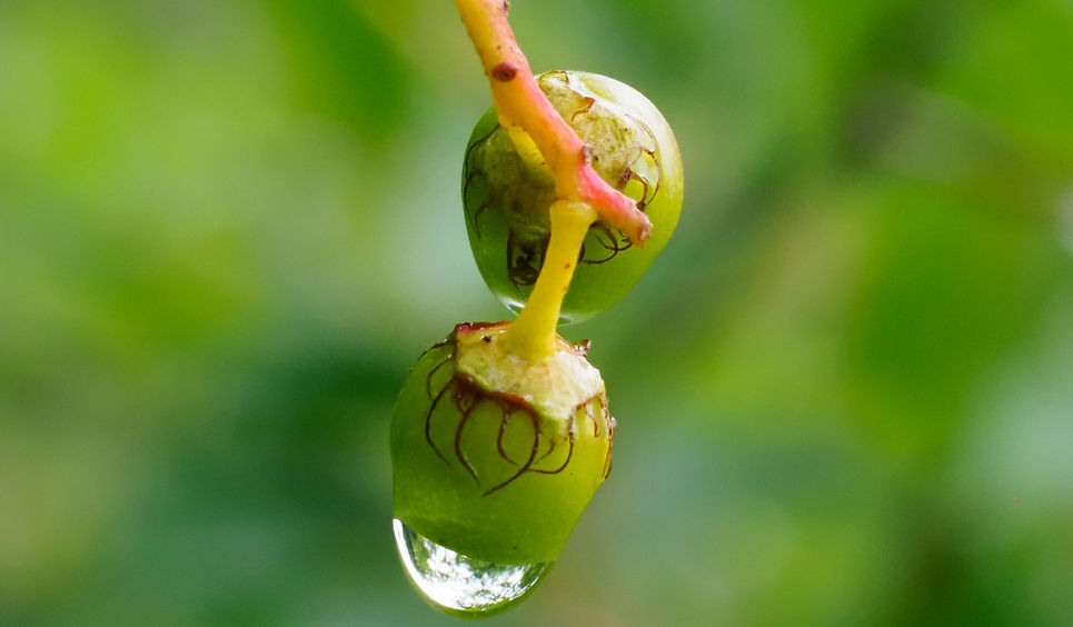 Water drops on fruits