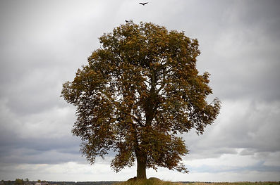 Old tree with crows landing