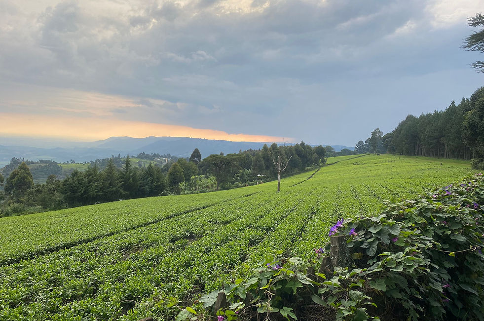 Tea fields.jpeg