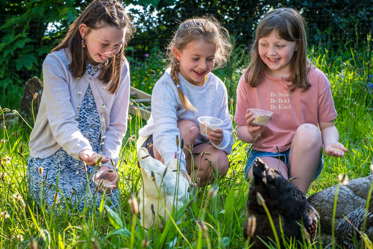 Children feeding the hens.