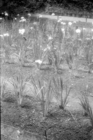 Alice Chanclu photo argentique 2026 Kamakura Japon noir et blanc