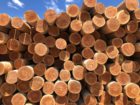 Menguante Lunar: Su Importancia en el Corte de la Madera