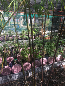 31727871_2057643587791661_2601136940120014848_n