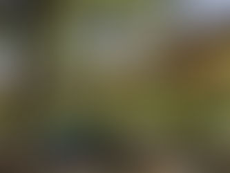 River Rehabilitation Programs & Social Enterprises in Las Piñas City: Metro Bambusetum Park