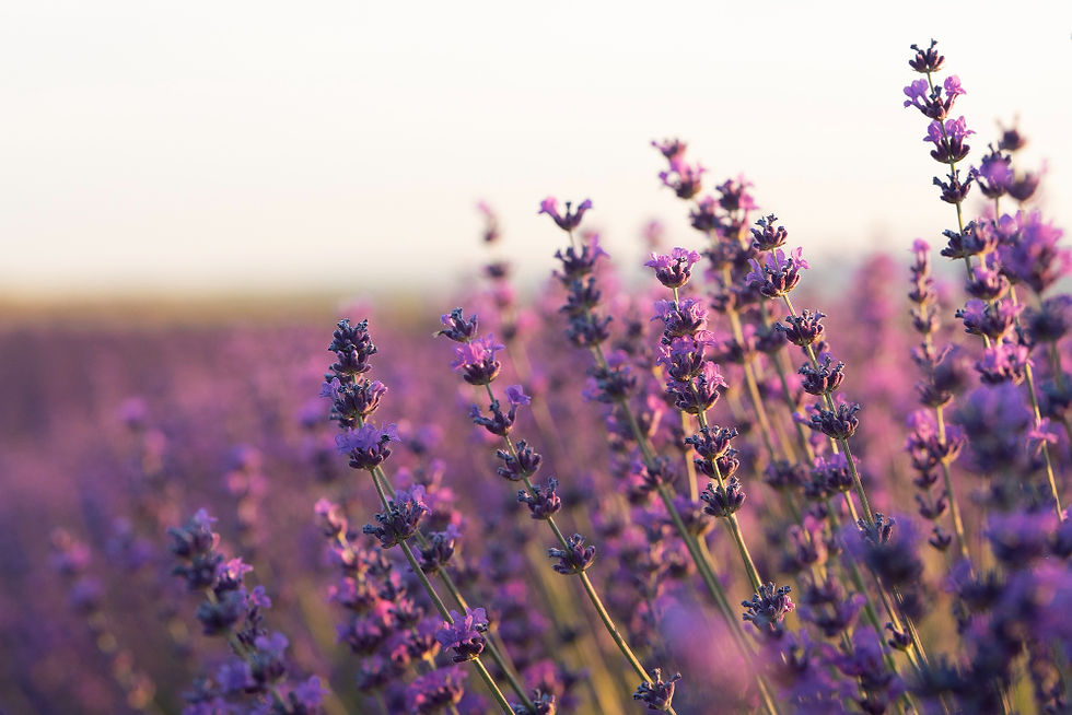 lavanda