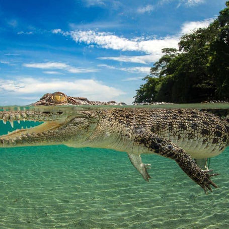 Steve Irwin's best friends