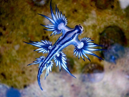 The Blue Dragon