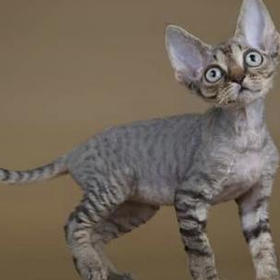 Devon Rex
